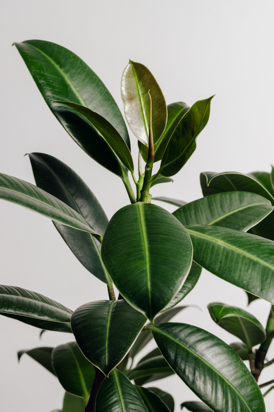 Ficus elastica plant(rubber tree) closeup, air purifying houseplant